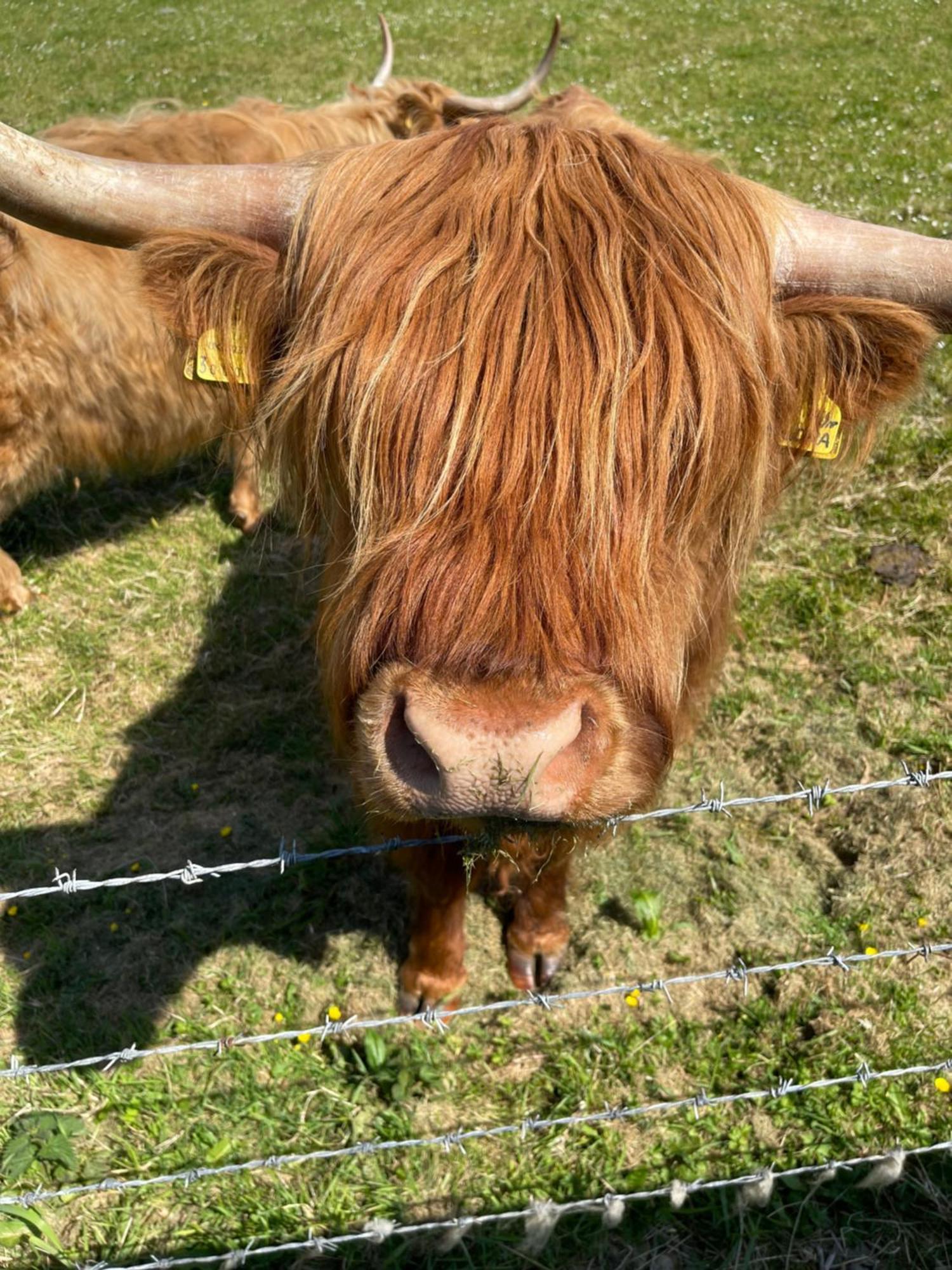 Ardconnel Bed And Breakfast Kirkwall Luaran gambar